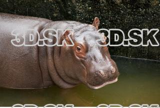 Hippo baby 0053